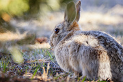6th Apr 2019 - rabbit