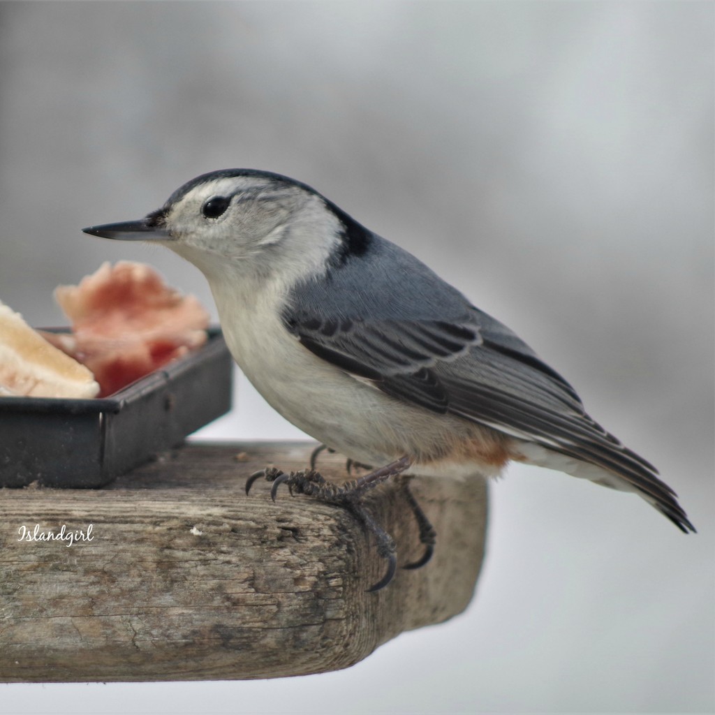 White Throated Nuthatch at the Feeder by radiogirl