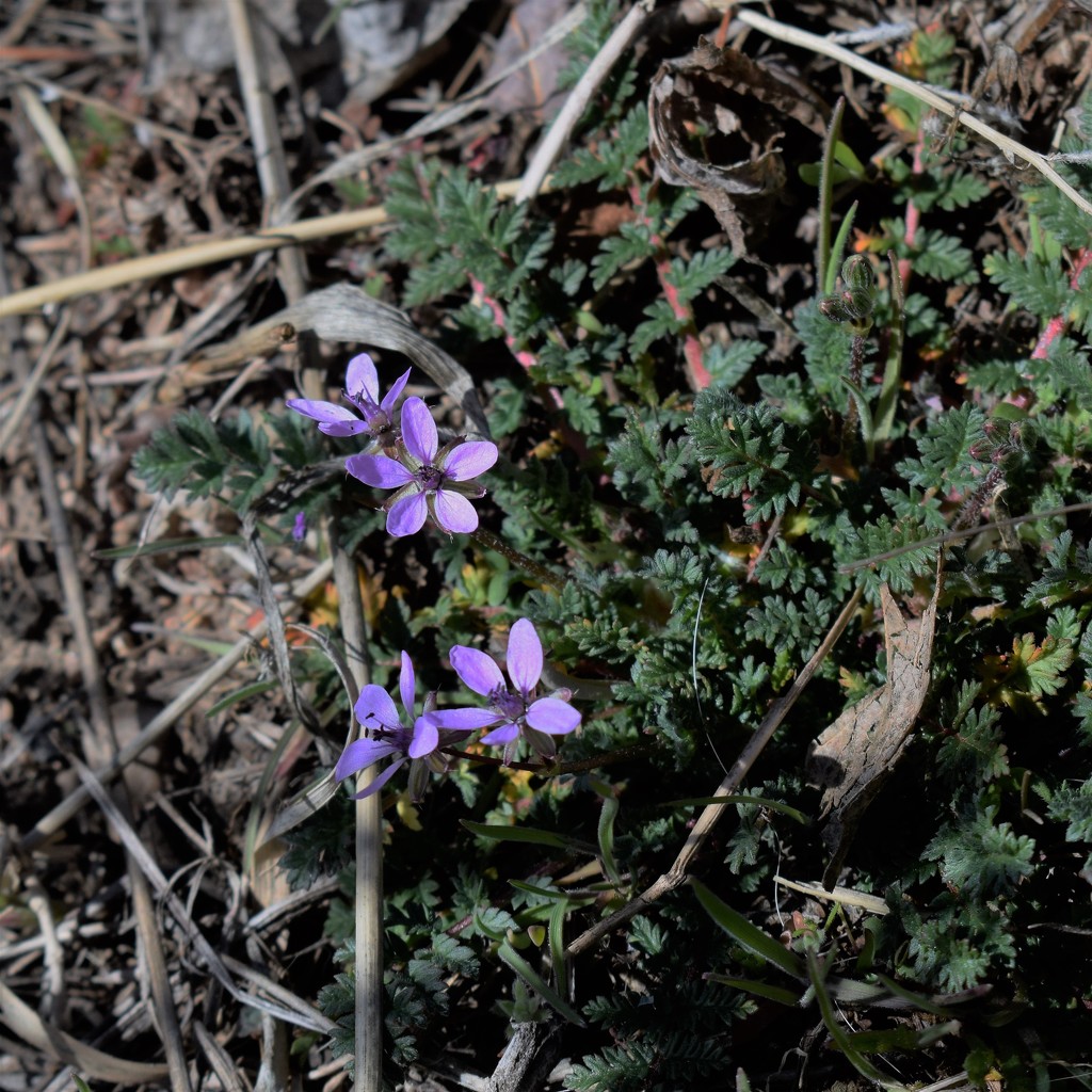 Storksbill possibly? by sandlily