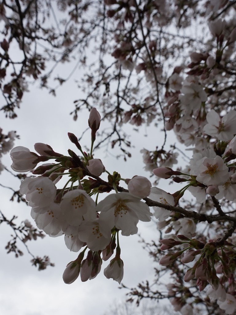Cherry blossoms by tunia