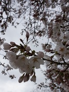 7th Apr 2019 - Cherry blossoms
