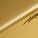 Gecko by sugarmuser