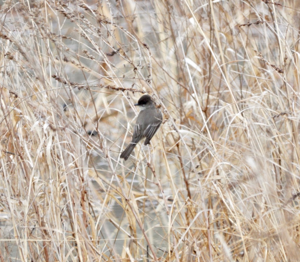 Eastern Phoebe's are Back by frantackaberry