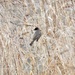 Eastern Phoebe's are Back by frantackaberry