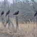 Turkey Vultures by frantackaberry