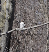 2nd Apr 2019 - Red-Tailed Hawk