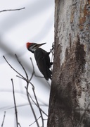 4th Apr 2019 - Little Pileated Woodpecker