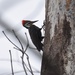 Little Pileated Woodpecker by frantackaberry