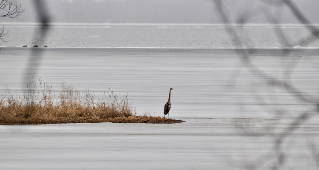 Great Blue Heron's are Back by frantackaberry