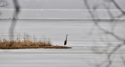 25th Mar 2019 - Great Blue Heron's are Back