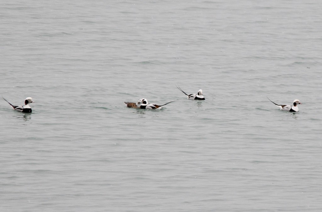 Long-Tailed Ducks by frantackaberry