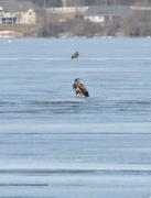 20th Mar 2019 - Eagles Hunting on the Ice