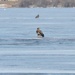 Eagles Hunting on the Ice by frantackaberry