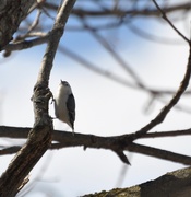 22nd Mar 2019 - White-Breasted Nuthatch