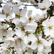 5th Apr 2019 - Japanese Cherry Blossoms