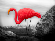 7th Apr 2019 - the big pink bird makes surprise visit to Toronto