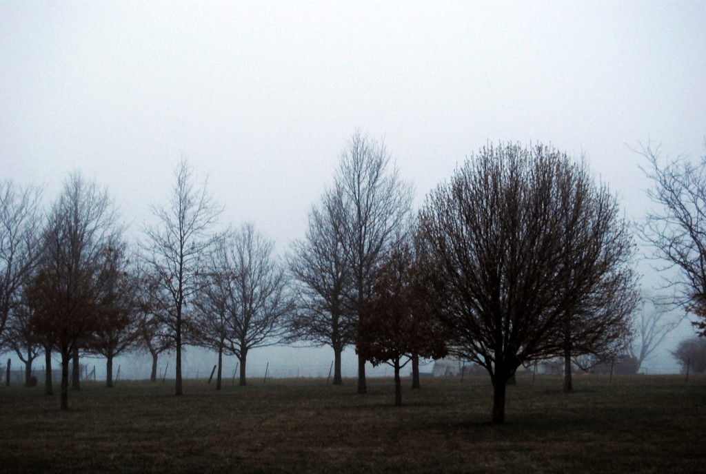Foggy Start to the Day by genealogygenie