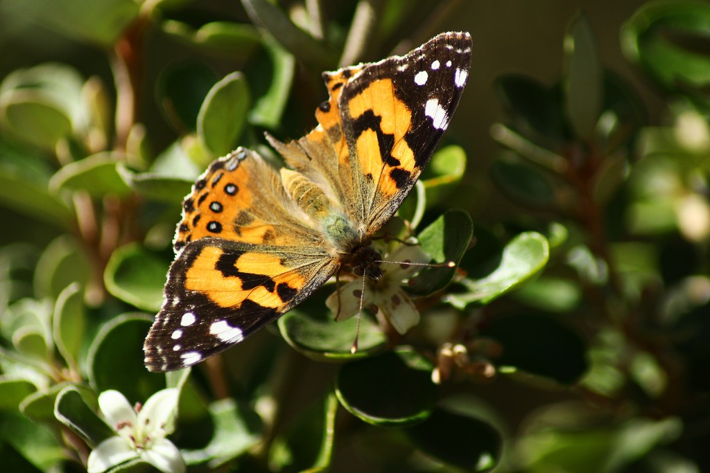 painted lady by wenbow