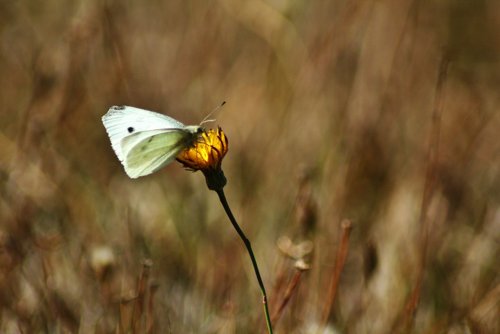 white and yellow by wenbow