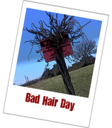 1st Apr 2019 - Bad Hair Day