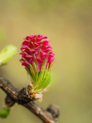 7th Apr 2019 - Amaranth flower larch