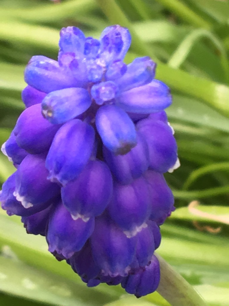 Grape Hyacinth Flower  by cataylor41
