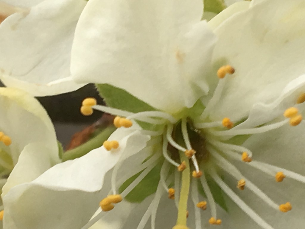 Plum Tree Blossom by cataylor41