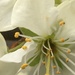 Plum Tree Blossom by cataylor41