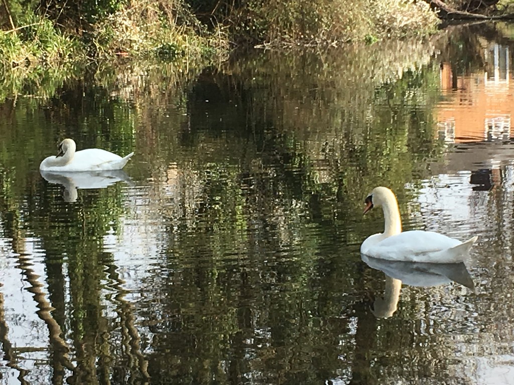 Swans by cataylor41
