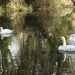 Swans by cataylor41