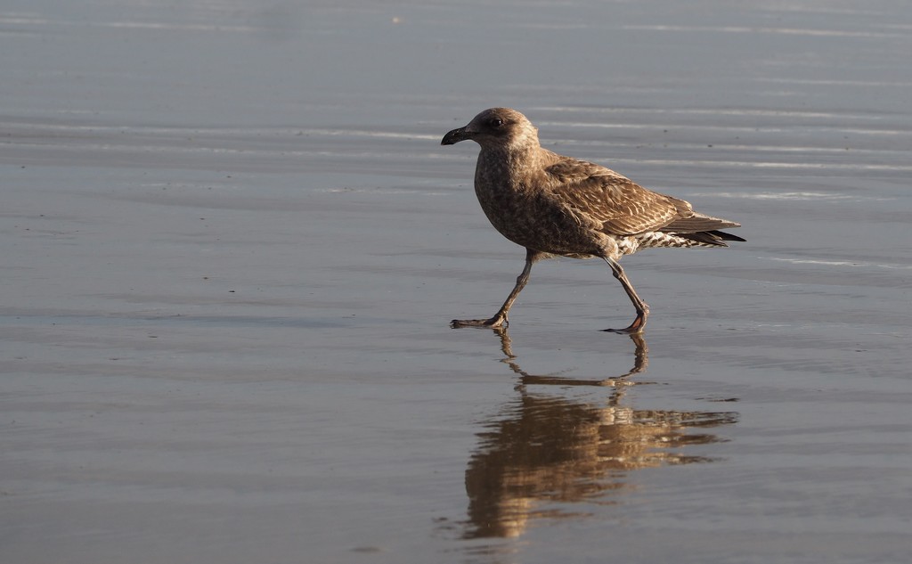 Another juvenile black backed gull by Dawn