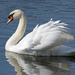 Mute Swan by philhendry