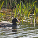 Coot by philhendry