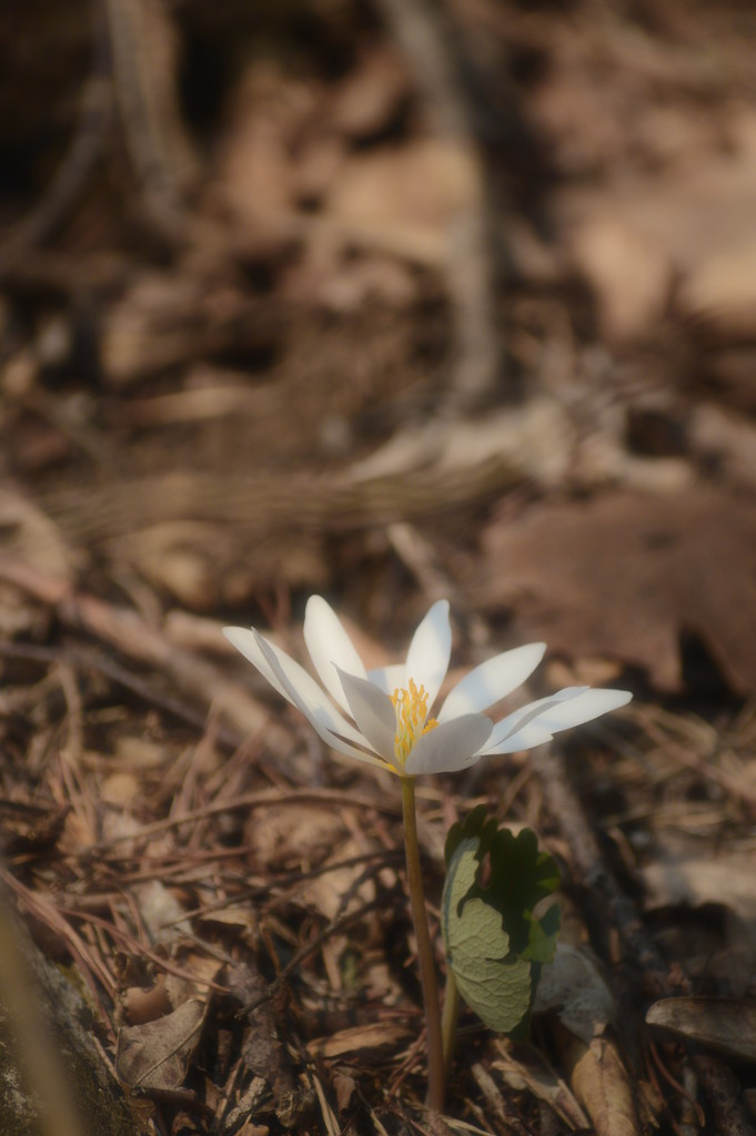 bloodroot by francoise