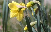 8th Apr 2019 - Daffodils blooming