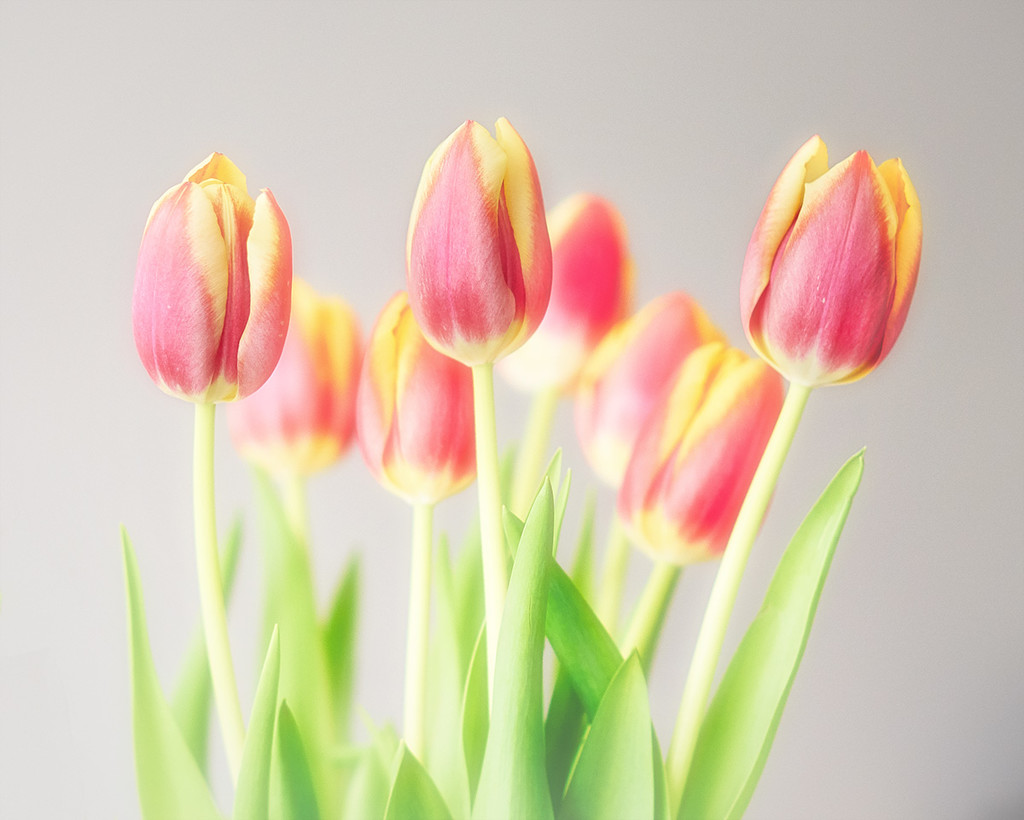 And More Indoor Tulips by gardencat