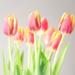 And More Indoor Tulips by gardencat