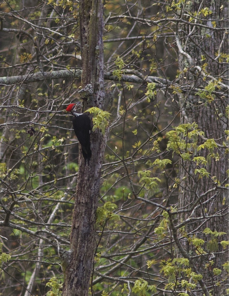 LHG_6829 Pileated in the distance by rontu