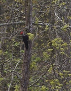 7th Apr 2019 - LHG_6829 Pileated in the distance
