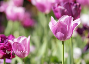 8th Apr 2019 - Tulips and more Tulips