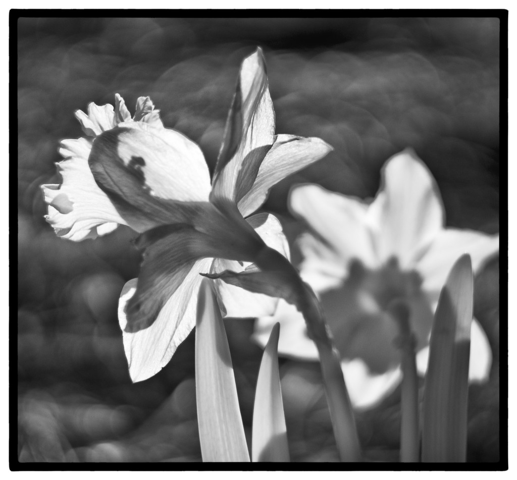 Daffodil in IR by joysabin