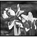 Daffodil in IR by joysabin