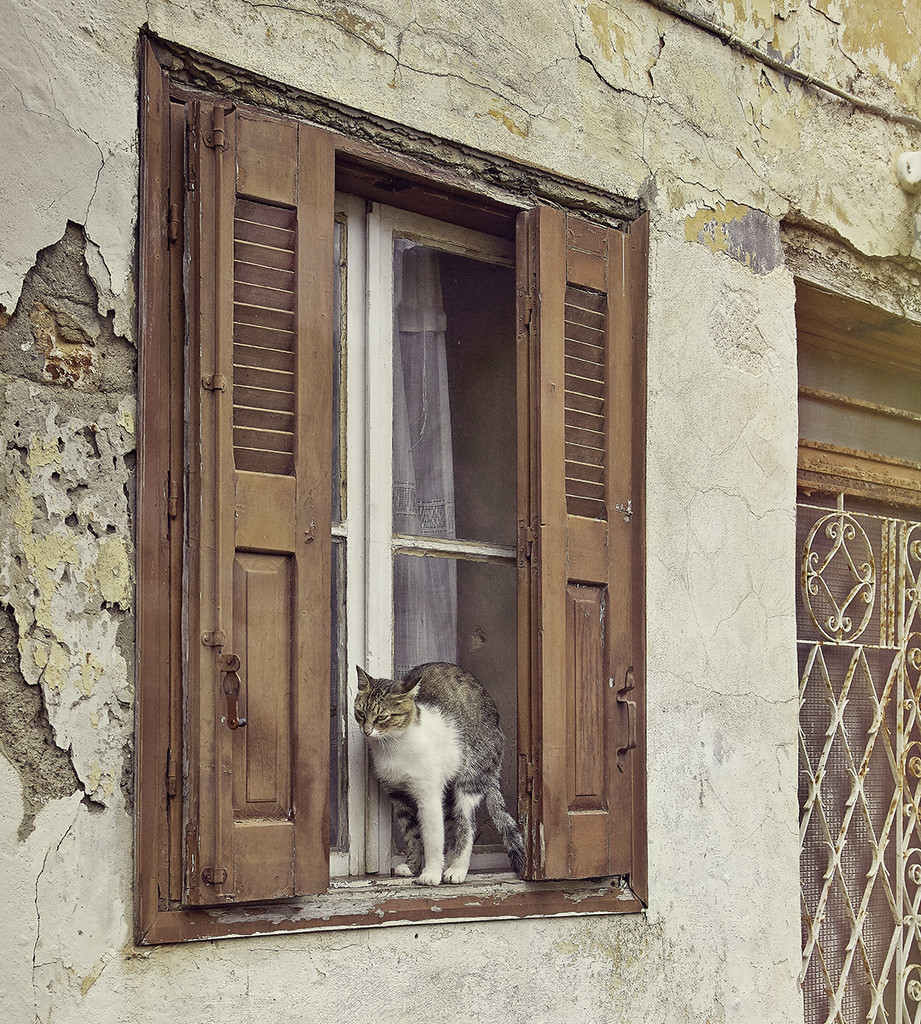 Window Cat by gardencat