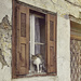 Window Cat by gardencat
