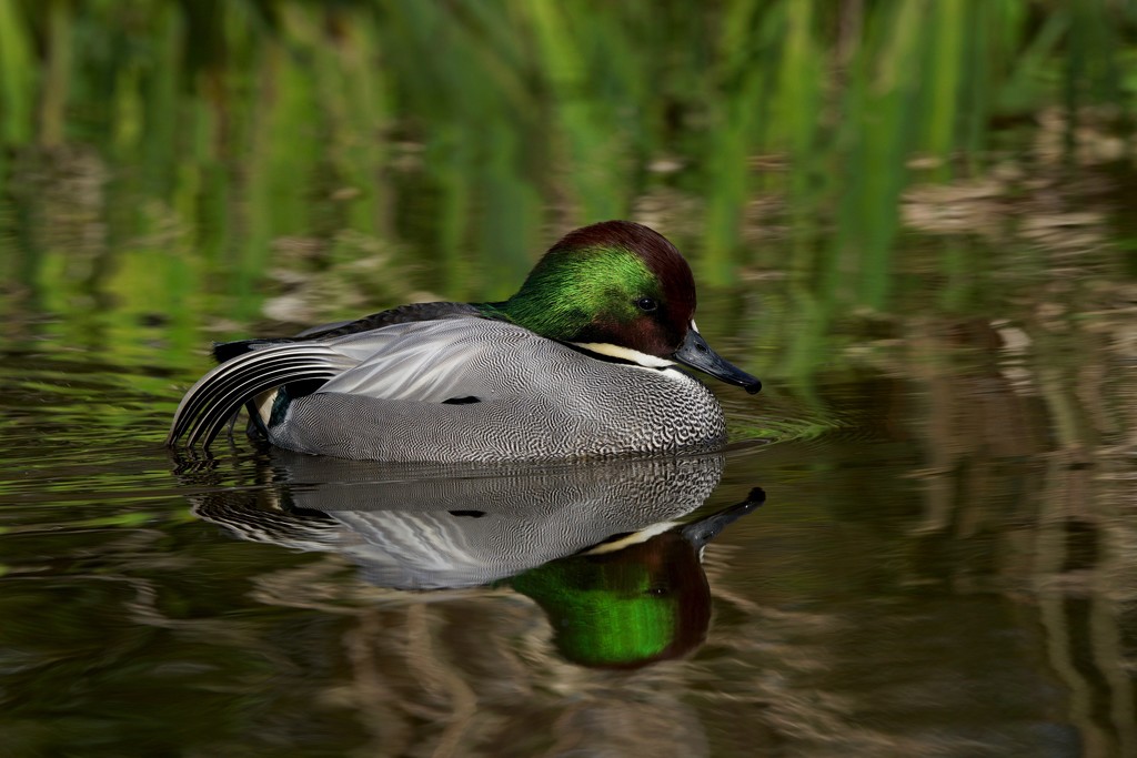 FALCATED DUCK by markp
