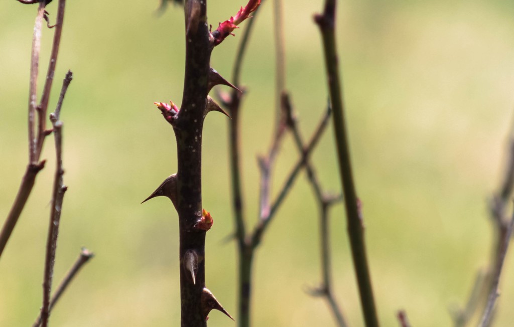 Rose bush thorns and new growth by mittens
