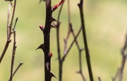 8th Apr 2019 - Rose bush thorns and new growth