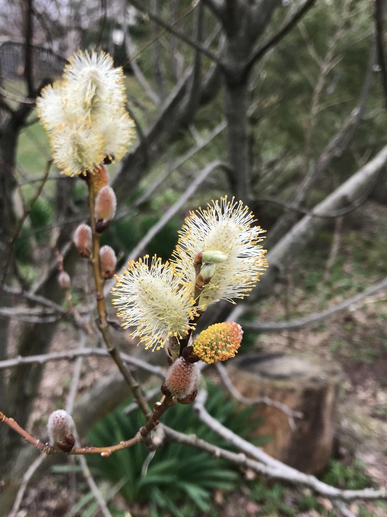 Pussy Willow  by beckyk365