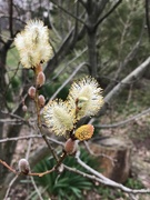 7th Apr 2019 - Pussy Willow 