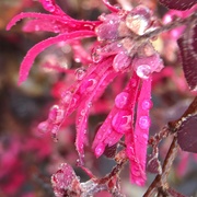 8th Apr 2019 - Fringe Flower with rain
